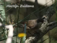 Westelijk Baardgrasmus [Curruca iberiae]
